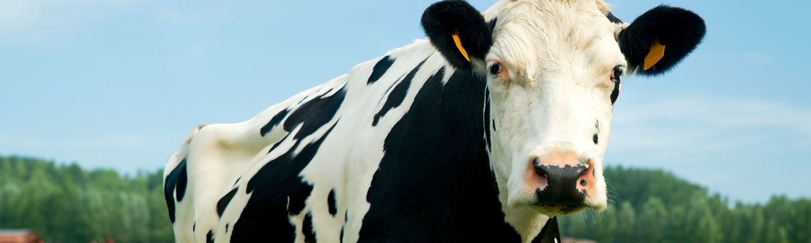 Fábrica de quesos en Asturias