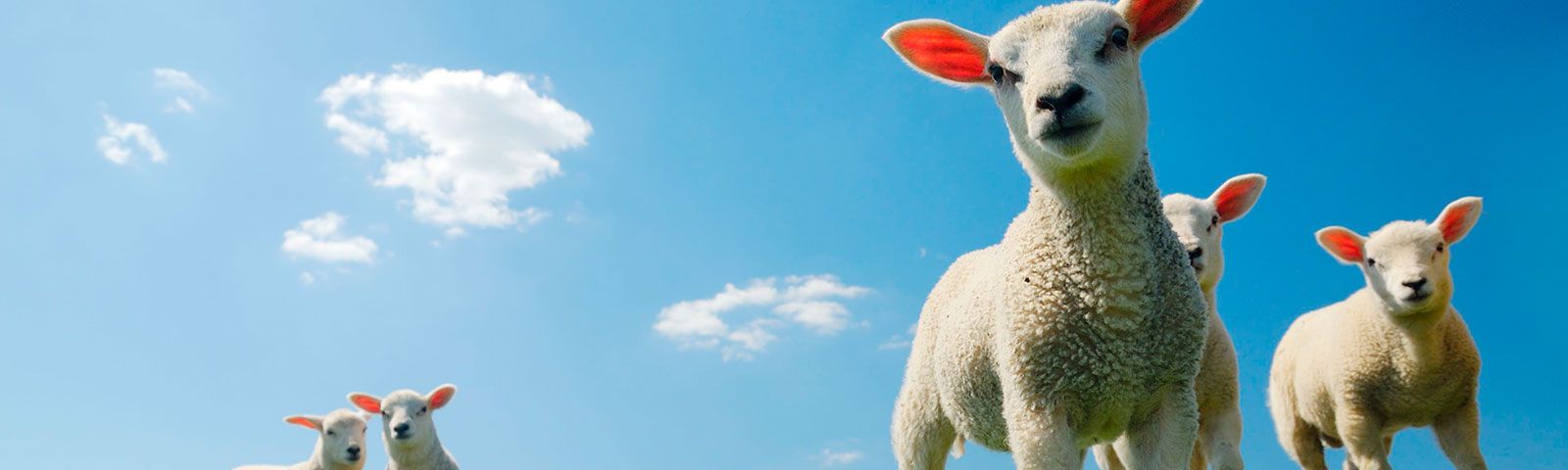 Fábrica de quesos en Asturias